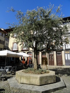 A present day image of the olive tree at Largo da Oliveira